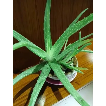 Aloe Vera Plant